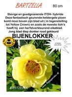 PIOENEN PAEONIA, Ophalen of Verzenden, Zomer, Vaste plant, Volle zon
