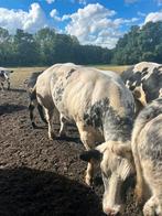 Bwb koe met stamboek, Dieren en Toebehoren, Vrouwelijk