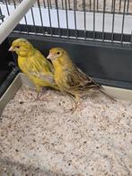 Kanarie koppel 2024, Dieren en Toebehoren, Vogels | Kanaries