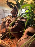 Python met terrarium, Dieren en Toebehoren, Slang, Met terrarium