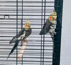 2 Valkparkieten te koop, Dieren en Toebehoren, Vogels | Parkieten en Papegaaien