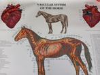 Poster vascular system horse (anatomie diergeneeskunde), Ophalen of Verzenden
