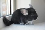 chinchilla black pearl vrouwtje, April, Vrouwelijk, Chinchilla