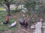 Cockerel marans, Dieren en Toebehoren, Pluimvee, Mannelijk, Kip