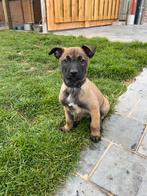 Mechelse herder pup (reu) meteen beschikbaar, Dieren en Toebehoren, Honden | Herdershonden en Veedrijvers, België, Fokker | Hobbymatig