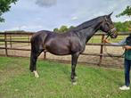 8 Jarige KWPN dressuurmerrie, Dieren en Toebehoren, Paarden, Merrie, Gechipt, Dressuurpaard, L