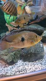 Chichlidés d'Amérique du Sud