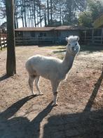 Alpacamerrie te koop, Dieren en Toebehoren