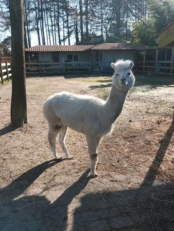 Alpacamerrie te koop beschikbaar voor biedingen