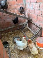 Opvang voor pluimvee, Dieren en Toebehoren, Pluimvee