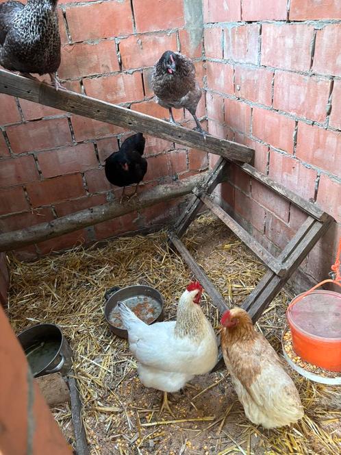 Opvang voor pluimvee, Dieren en Toebehoren, Pluimvee