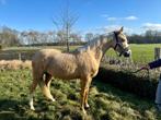 Prachtige Palomino D pony, Dieren en Toebehoren, Pony's, Merrie, 3 tot 6 jaar, D pony (1.37m tot 1.48m), Met stamboom
