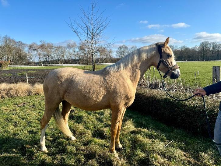 Prachtige Palomino D pony, Dieren en Toebehoren, Pony's, Merrie, B, D pony (1.37m tot 1.48m), 3 tot 6 jaar, Met stamboom, Gechipt