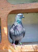 Eenzame duivin zoekt duiver, Animaux & Accessoires, Oiseaux | Pigeons