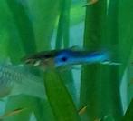 guppy endler, Dieren en Toebehoren