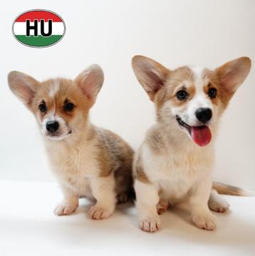 Schattige Welsh Corgi-puppy’s te koop beschikbaar voor biedingen