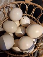 Struisvogeleieren, Enlèvement, Neuf, Bricolage