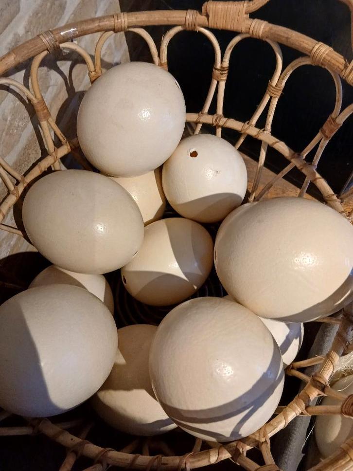 Struisvogeleieren, Hobby & Loisirs créatifs, Bricolage, Neuf, Bricolage, Enlèvement