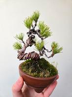 Prachtige shonin Japanse zwarte den, Tuin en Terras, Ophalen