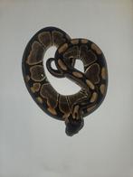 Ballpython#pythonregius#