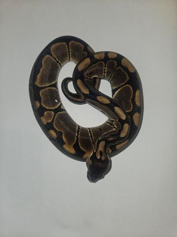 Ballpython#pythonregius# beschikbaar voor biedingen