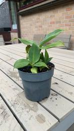 Bananenplant 30 cm hoog, Ophalen