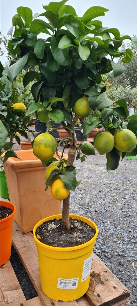 Citrus citroen, Tuin en Terras, Planten | Fruitbomen, Ophalen