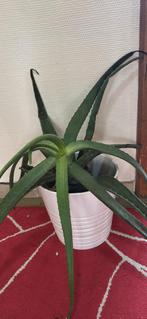 Aleo vera pour soins, Maison & Meubles, Enlèvement