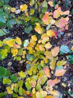 parrotia persica, Tuin en Terras, Planten | Bomen, Ophalen, Herfst