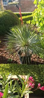 Yucca rostrata!, Tuin en Terras, Bloembollen en Zaden, Ophalen