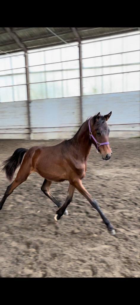 Etalon 2 ans, Dieren en Toebehoren, Paarden, Hengst, 0 tot 2 jaar