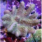 Lobophytum, Dieren en Toebehoren, Ophalen, Zo goed als nieuw, Plant(en), Steen of Hout