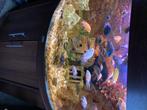 Mooie luxe aquarium Juwel 350, Enlèvement, Utilisé, Aquarium vide