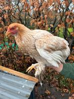 3 Brahma Lemon Pyle hennen, Dieren en Toebehoren, Pluimvee, Vrouwelijk, Kip