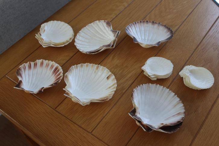 11 grote + 8 kleine Lege Sint-Jacobsschelpen, Diversen, Overige Diversen, Gebruikt, Ophalen of Verzenden