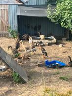 Loopeenden, Canard