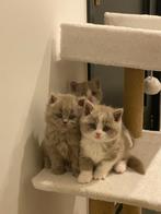 Mooi nestje Britse korthaar, Kater, Gechipt, 0 tot 2 jaar