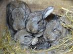 Jonge tamme baby konijntjes (8 wkn) - Raszuiver Vlaamse Reus, Dieren en Toebehoren, Konijnen, Meerdere dieren, Groot, 0 tot 2 jaar