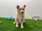 Australische Herder pups, Dieren en Toebehoren, Honden | Herdershonden en Veedrijvers, België, CDV (hondenziekte), 8 tot 15 weken