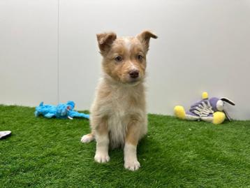 Australische Herder pups, Dieren en Toebehoren, Honden | Herdershonden en Veedrijvers, België, CDV (hondenziekte), 8 tot 15 weken
