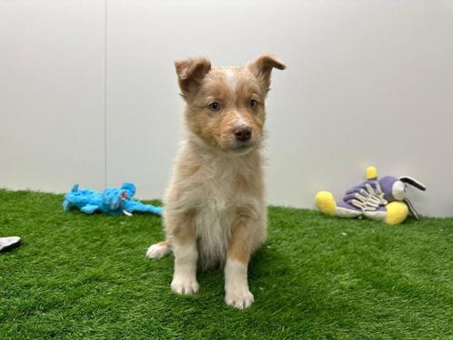 Australische Herder pups, Dieren en Toebehoren, Honden | Herdershonden en Veedrijvers, Meerdere dieren, Herder, Fokker | Professioneel