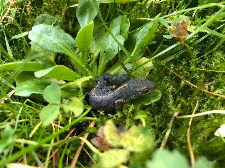 DAK M42 Jasje!!!Wederom verwijderd!!, Verzamelen, Militaria | Tweede Wereldoorlog, Ophalen of Verzenden