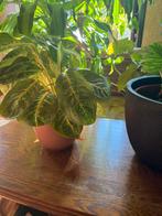 Dieffenbachia, Ophalen