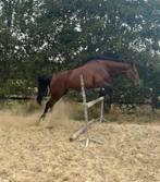 Paard te koop, Dieren en Toebehoren, Ophalen of Verzenden