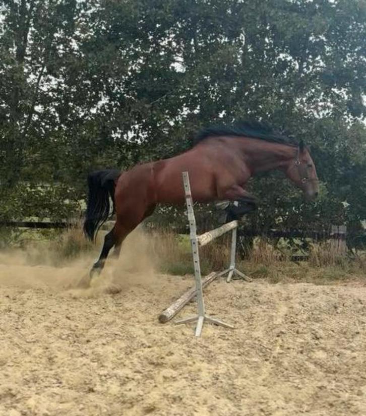 Paard te koop, Dieren en Toebehoren, Paarden en Pony's | Dekens en Dekjes, Ophalen of Verzenden