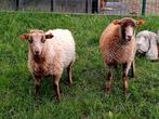 Mini vrouwelijke schaapjes, Dieren en Toebehoren, Vrouwelijk, Schaap, 0 tot 2 jaar