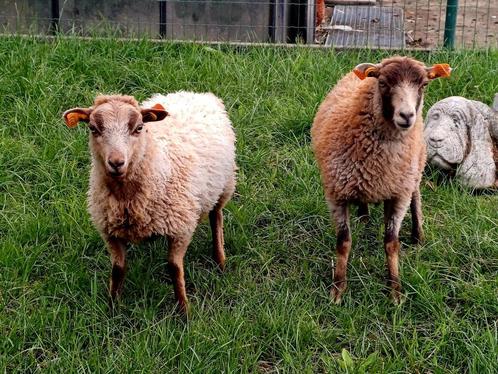 Mini vrouwelijke schaapjes, Dieren en Toebehoren, Schapen, Geiten en Varkens, Schaap, Vrouwelijk, 0 tot 2 jaar