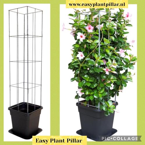 Klimplant Clematis klimroos passieflora Jasmijn Kamperfoelie, Tuin en Terras, Planten | Tuinplanten, Vaste plant, Ophalen of Verzenden