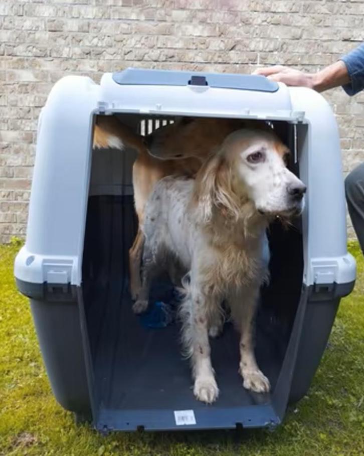 Transportbox Bench Skudo 7 IATA 105 x 73 x 76 - TE HUUR, Dieren en Toebehoren, Honden-accessoires, Zo goed als nieuw, Ophalen of Verzenden