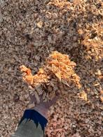 Hakselhout, Tuin en Terras, Ophalen